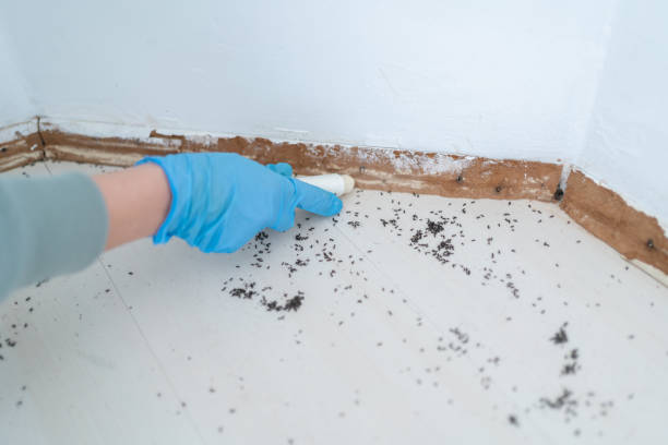 Best Best Pest Control Companies  in Round Lake, IL